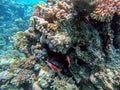 Pinecone soldierfish (Myripristis murdjan) at the Red Sea coral reef Royalty Free Stock Photo